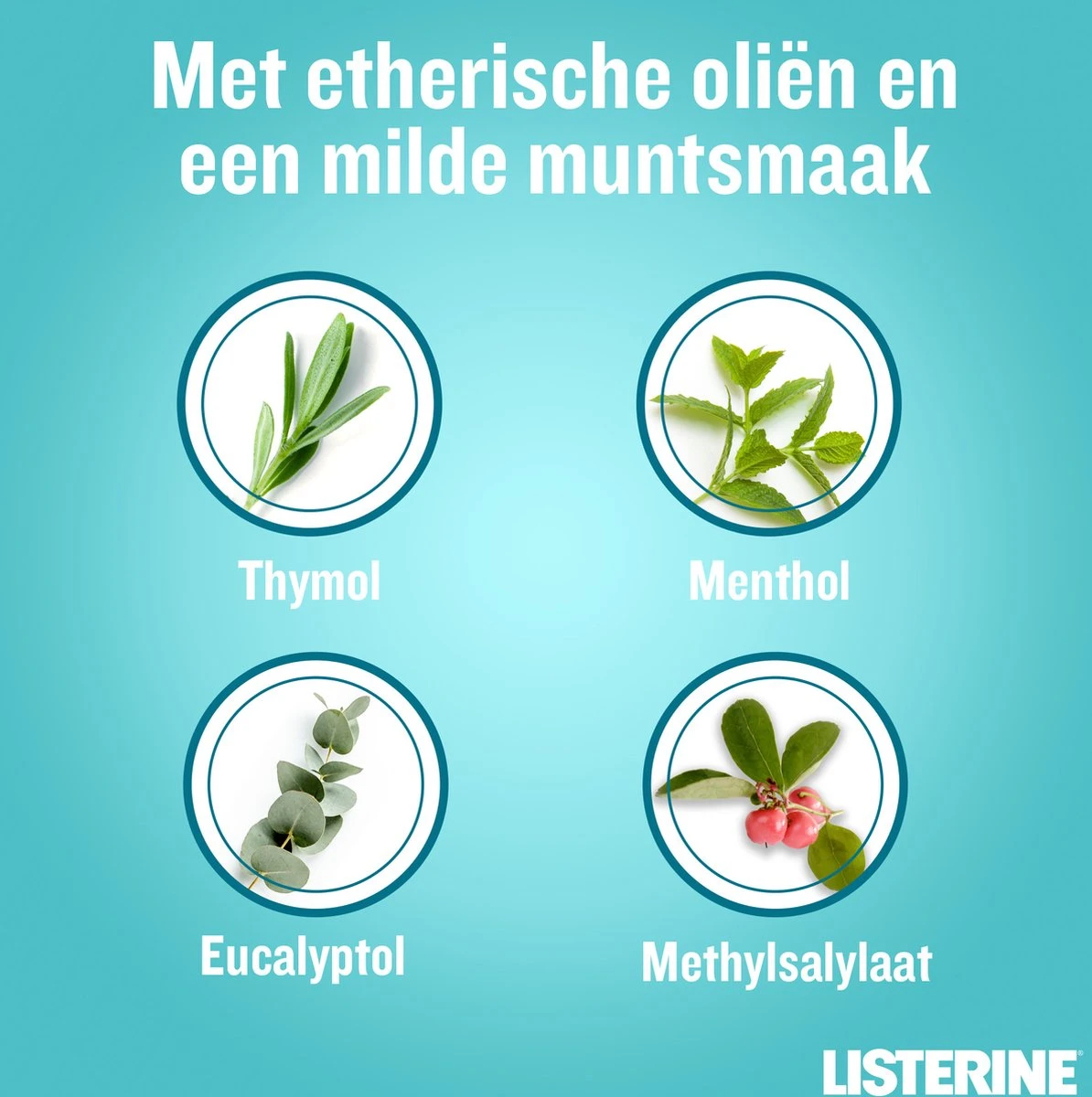 LISTERINE Cool Mint Milde Smaak, Mondspoeling Zonder Alcohol Met Etherische Oliën, Helpt Bacteriën Te Verwijderen En Zorgt Voor Een Langdurig Frisse Adem, 3 X 500 Ml 8 LISTERINE Cool Mint Milde Smaak, Mondspoeling Zonder Alcohol Met Etherische Oliën, Helpt Bacteriën Te Verwijderen En Zorgt Voor Een Langdurig Frisse Adem, 3 X 500 Ml - Afbeelding 6