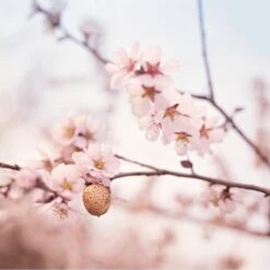 Weleda Amandel Verzachtende Gezichtscrème Light -Gillette Winkel 1200x1200 1041