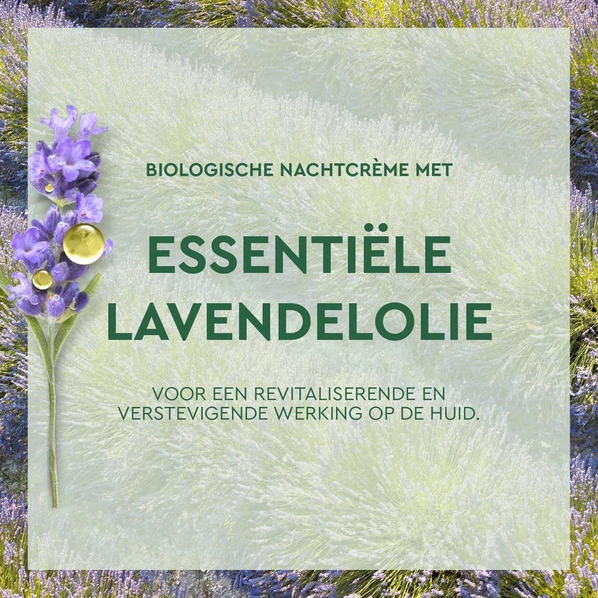 Garnier Skinactive Face Anti-Age Lavendel Nachtcrème - 50 Ml - Alle Huidtypes 11 Garnier Skinactive Face Anti-Age Lavendel Nachtcrème - 50 Ml - Alle Huidtypes - Afbeelding 9