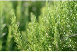 Weleda Man Hydraterende Crème -Gillette Winkel 1200x818 4