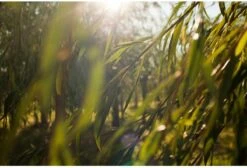 Weleda Wilg SOS Anti-Puistjes Gel 10 Weleda Wilg SOS Anti-Puistjes Gel -Gillette Winkel 1200x818 5