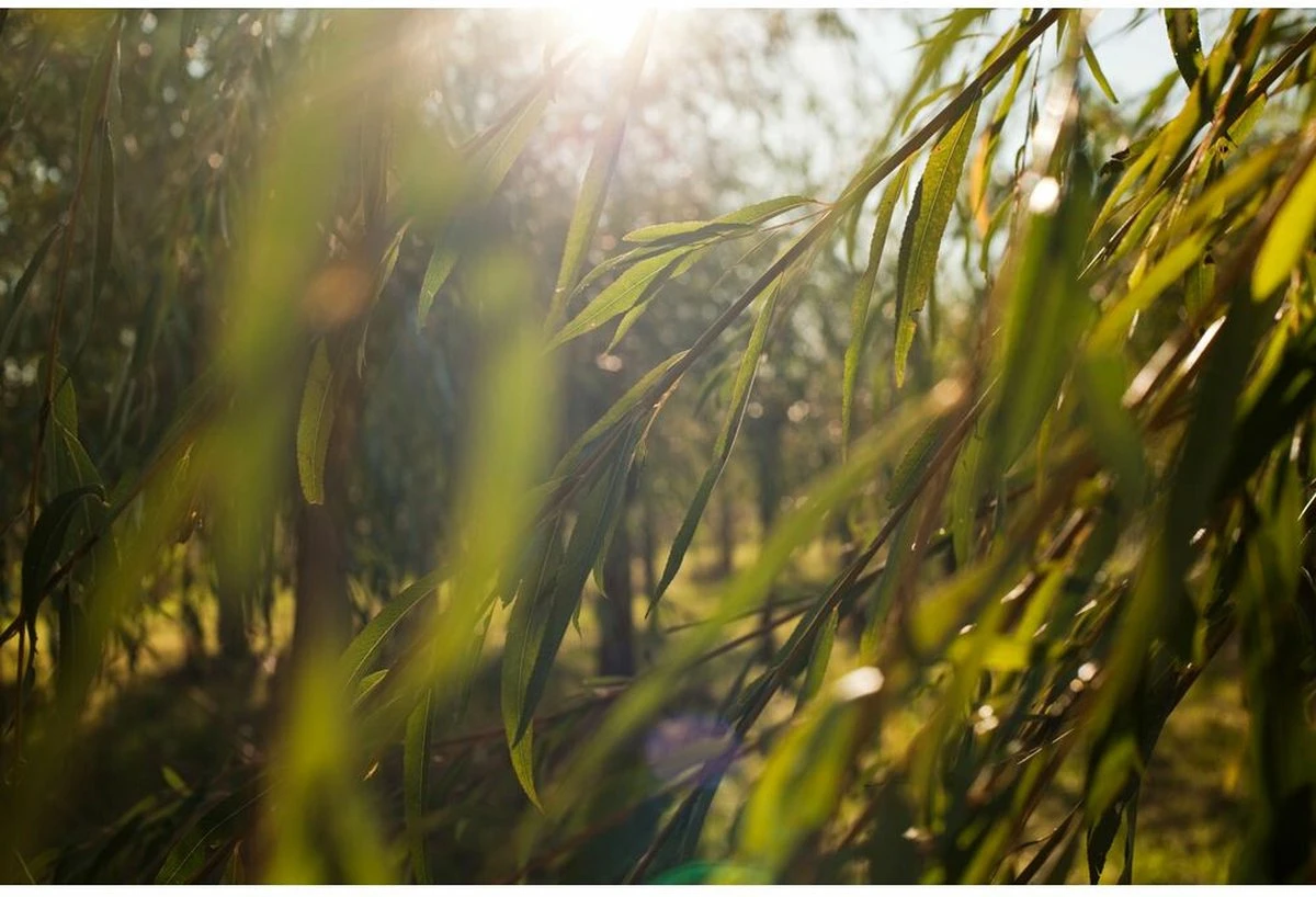 Weleda Wilg SOS Anti-Puistjes Gel 6 Weleda Wilg SOS Anti-Puistjes Gel - Afbeelding 4