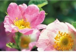 Weleda Wilde Rozen Vitaliserende Oogcontourcrème 8 Weleda Wilde Rozen Vitaliserende Oogcontourcrème -Gillette Winkel 1200x822 2