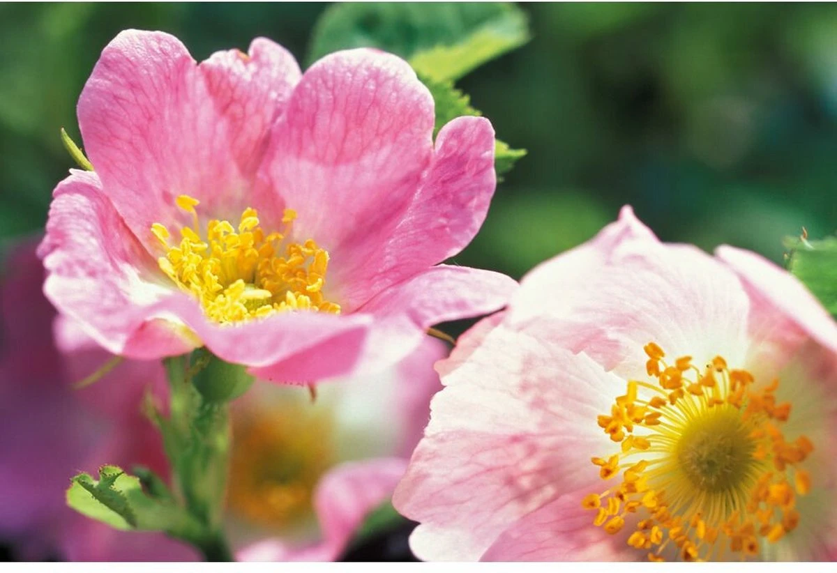 Weleda Wilde Rozen Vitaliserende Oogcontourcrème 5 Weleda Wilde Rozen Vitaliserende Oogcontourcrème - Afbeelding 3