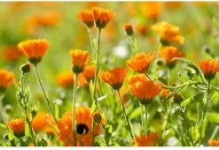 Weleda Kindertandpasta - 50ml -Gillette Winkel 1200x825