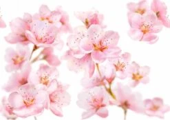 Kneipp Soft Skin - Handcrème -Gillette Winkel 1200x846 2