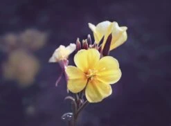 Weleda Evening Primrose Versterkende Dagcrème -Gillette Winkel 1200x882 1