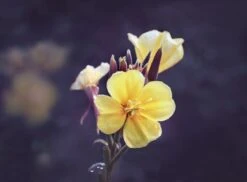 Weleda Evening Primrose Versterkend Serum 10 Weleda Evening Primrose Versterkend Serum -Gillette Winkel 1200x883 1