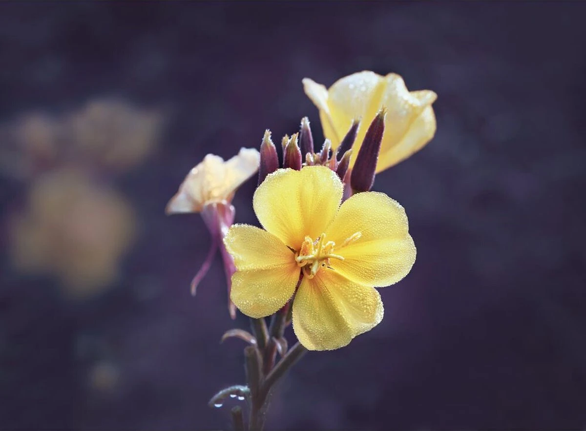 Weleda Evening Primrose Versterkend Serum 6 Weleda Evening Primrose Versterkend Serum - Afbeelding 4