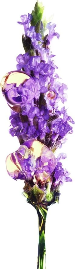 Garnier Bio Anti-age Oogcrème - 15 Ml - Alle Huidtypes - Revitaliserende Lavendel 27 Garnier Bio Anti-age Oogcrème - 15 Ml - Alle Huidtypes - Revitaliserende Lavendel -Gillette Winkel 337x1200