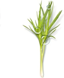 Garnier Bio Dagcrème - 50 Ml - Normale Tot Gemengde Huid - Verfrissend Citroengras -Gillette Winkel 985x1200 1